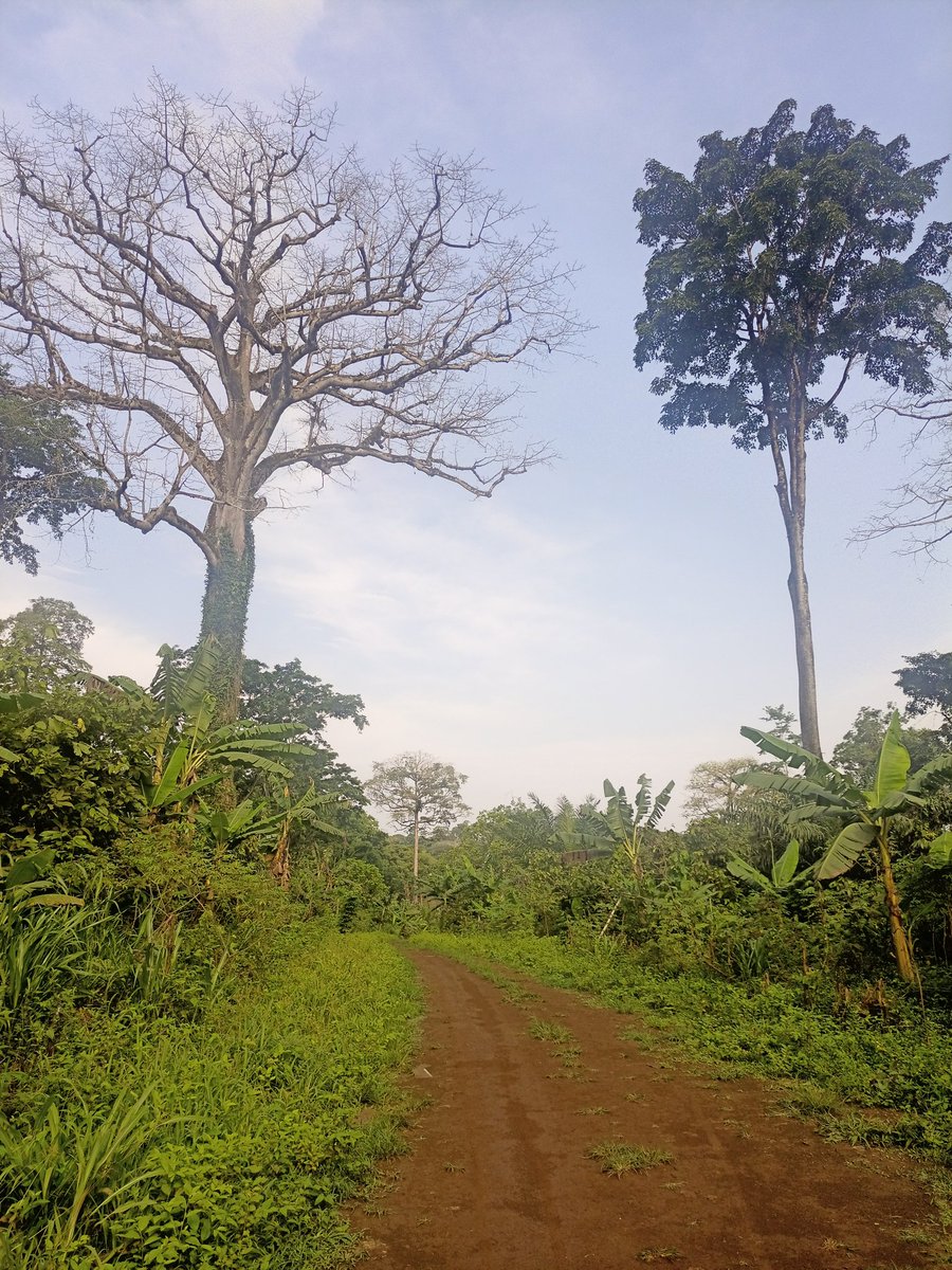 Good morning from the rainforest.  Did you know that the Amazon rainforest alone produces about 20% of the world's oxygen and is home to more than 2.5 million species of insects? Let's continue to prioritize conservation efforts to protect this vital ecosystem. #SaveTheRainforest