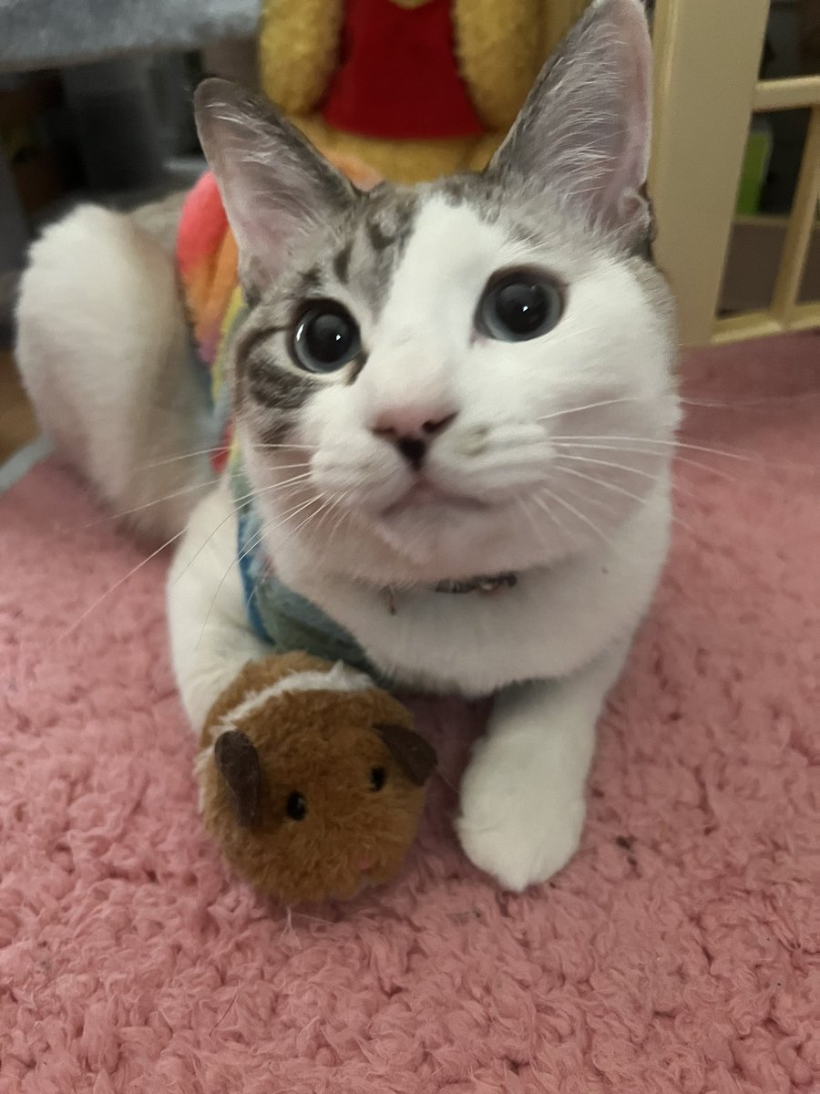goronyanyan's tweet photo. ＦIＰ（猫伝染性腹膜炎）を発症し１月28日〜４月21日ファンファン、２月４日〜４月28日こうめと２匹の１日２回、84日間の長い投薬治療がやっと終わりました。
再発しない事を願って…💦

２匹とも元気に過ごしております。
ファンファンレオン、こうめちゃん　寛解→完治にむけて一緒に頑張ろうね‼️ https://t.co/0dQVhFGXAV