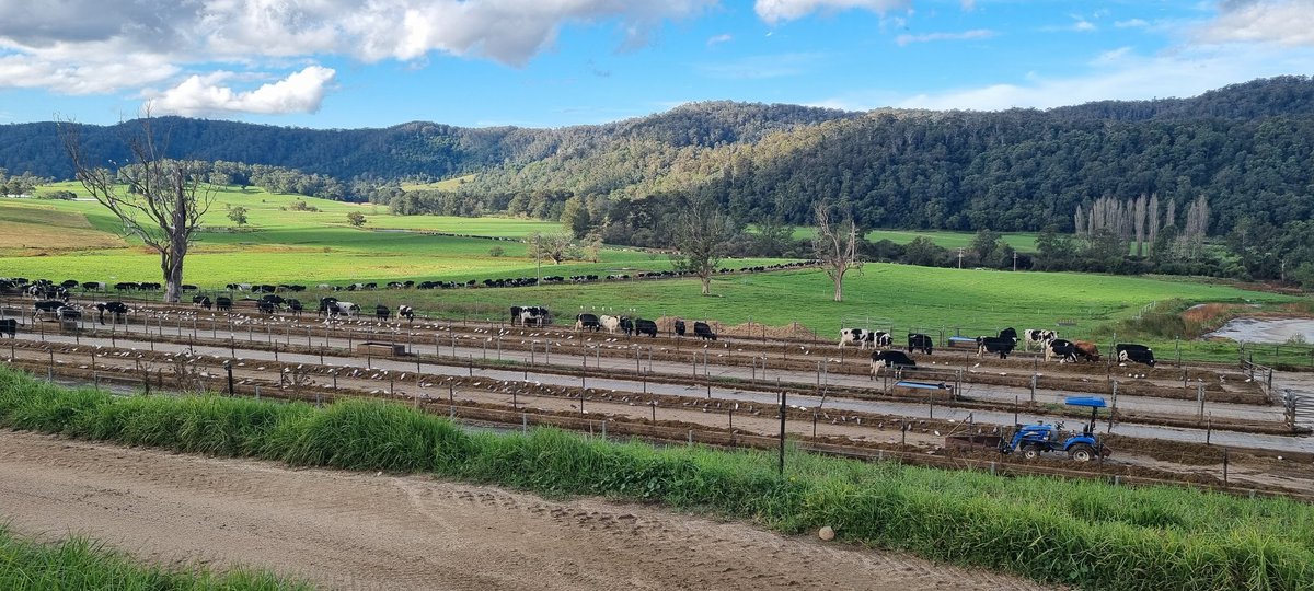 Daniel Brear tweet media