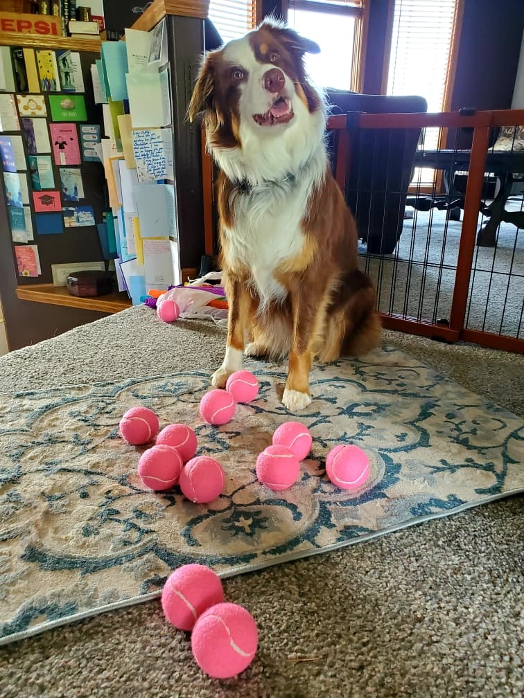 CaelanNew's tweet photo. Caption this picture: 
#auzzie #sheloveshertennisballs #goodgirl #puppy https://t.co/yz4A9vYguM