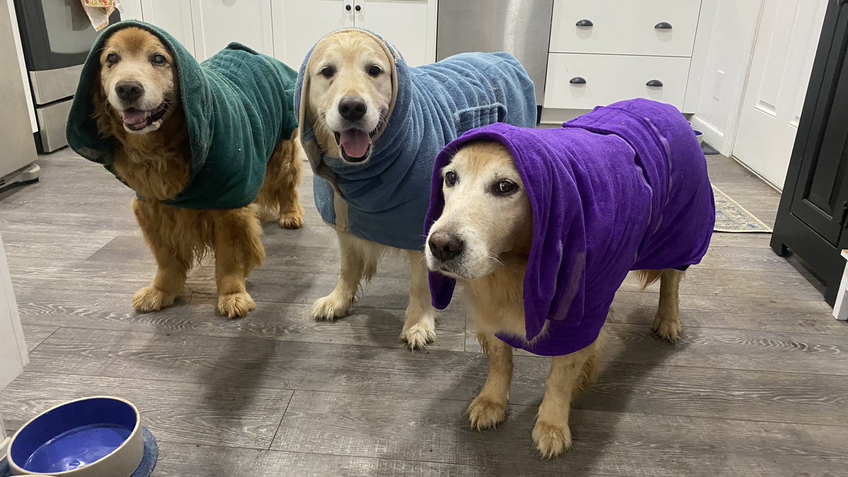 “I’m wet! 😃
-Ernie
“I’m wet!” 😃
-Pete
“WHAT is the deal with these coats?!?” 🙄
-Sophie
#wetdogs #RainyDay #dogs #dogsoftwitter #brookshaven #grc #dogcelebration #GoldenRetrievers #raincoats #rain #RainDogs #rainraingoaway