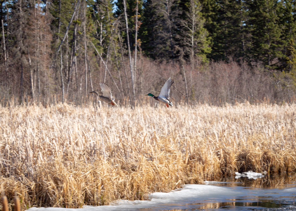 tracygregorash's tweet photo. And they are off! I was watching quietly, but a couple walked by in full conversation, not even looking in marsh. π #ducks #flight #onyourmarkgetsetgo https://t.co/CWyejdTfPR