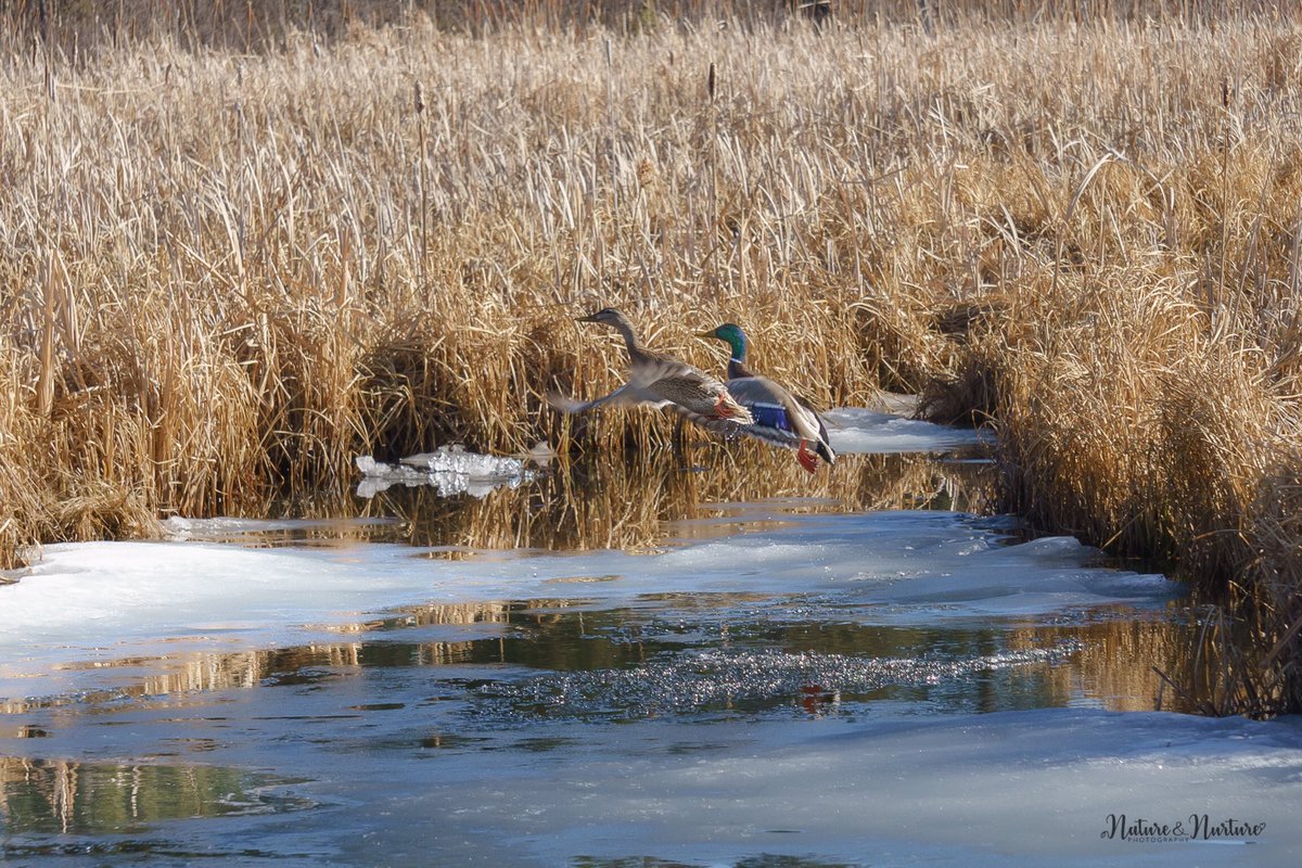 tracygregorash's tweet photo. And they are off! I was watching quietly, but a couple walked by in full conversation, not even looking in marsh. π #ducks #flight #onyourmarkgetsetgo https://t.co/CWyejdTfPR