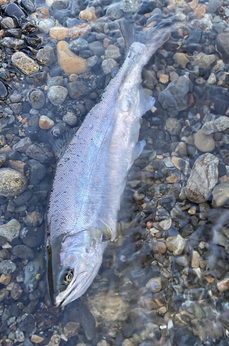 やっと釣れたよ長良川😇