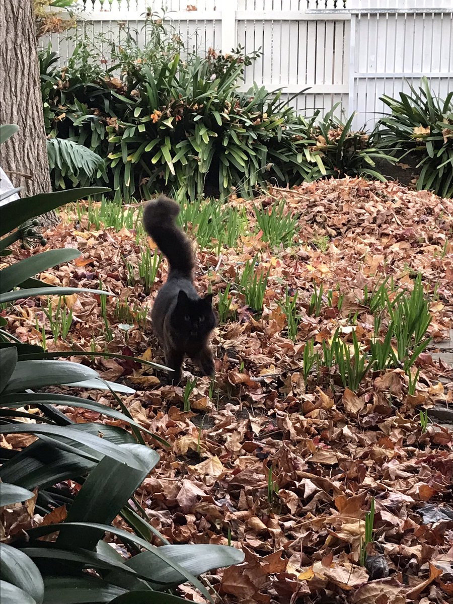 leafy_wild's tweet photo. Autumn baby.
#cutecats #cuteanimals #CatsOfTwitter #blackcats #cats https://t.co/JU76ULvi63