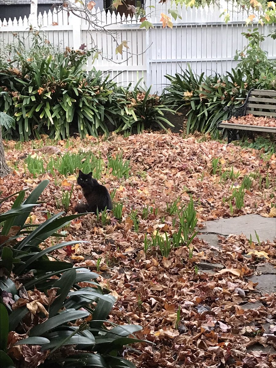 leafy_wild's tweet photo. Autumn baby.
#cutecats #cuteanimals #CatsOfTwitter #blackcats #cats https://t.co/JU76ULvi63