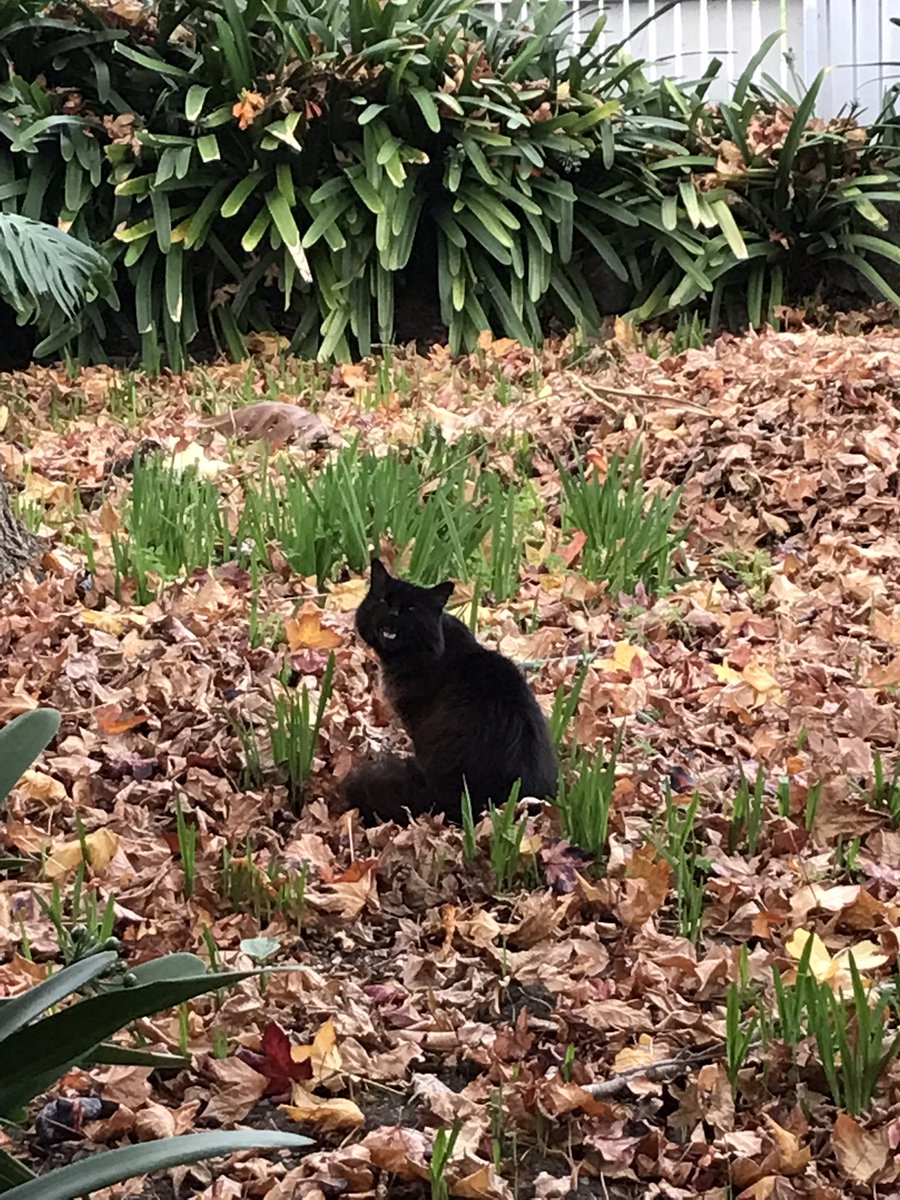 leafy_wild's tweet photo. Autumn baby.
#cutecats #cuteanimals #CatsOfTwitter #blackcats #cats https://t.co/JU76ULvi63