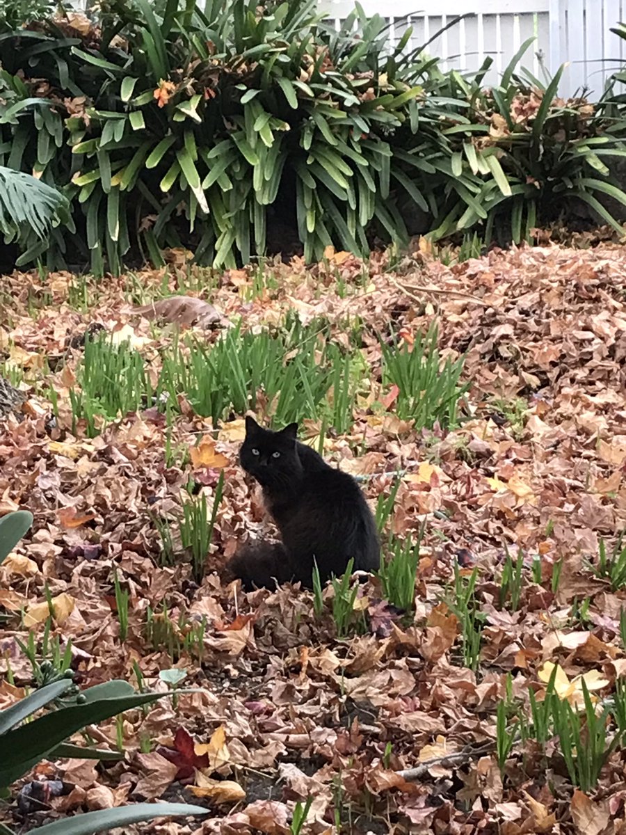 leafy_wild's tweet photo. Autumn baby.
#cutecats #cuteanimals #CatsOfTwitter #blackcats #cats https://t.co/JU76ULvi63