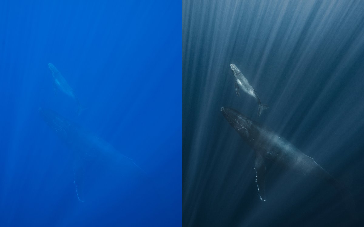 A little before / after of an image I've been playing with. 

This image was taken at a depth of about ten meters.

Light there is already quite different! Strobes aren't an option for animals this large.

Editing underwater shots becomes trickier the deeper you go.