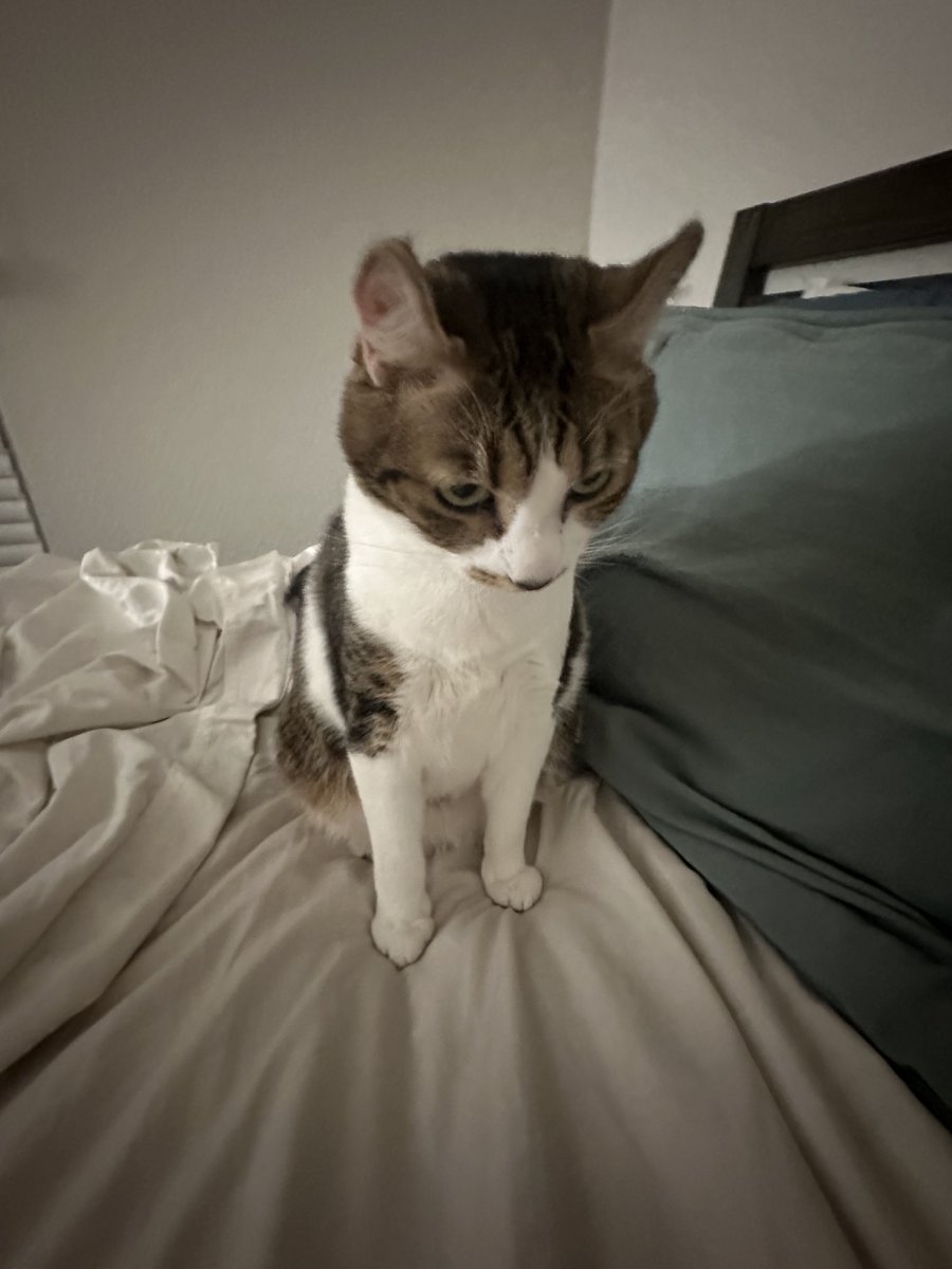 collindavis__'s tweet photo. Even a cat is susceptible to the .5 https://t.co/s0FPj5W1Jz