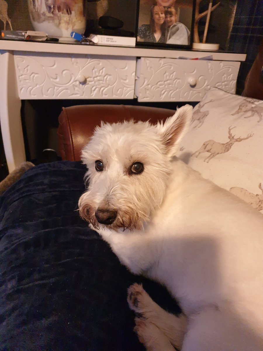 My lilly 11 yrs old soon to be 12 love her x