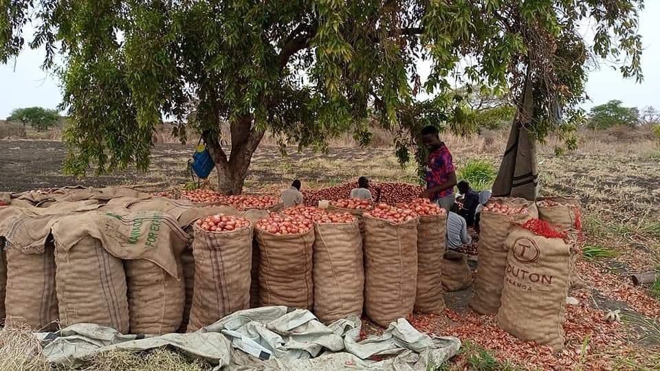 Nuur62728958's tweet photo. The South Sudan We All Want🇸🇸🇸🇸
 It is Onion Harvest Season in Ruweng Administrative Area
#SSOT https://t.co/gOlpETGEBT