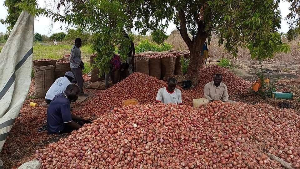 Nuur62728958's tweet photo. The South Sudan We All Want🇸🇸🇸🇸
 It is Onion Harvest Season in Ruweng Administrative Area
#SSOT https://t.co/gOlpETGEBT