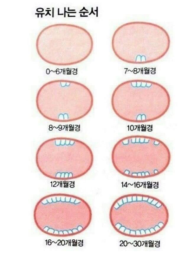 sobecanlove's tweet photo. 7~8개월경 ᰔᩚ https://t.co/J6eicsDL3v