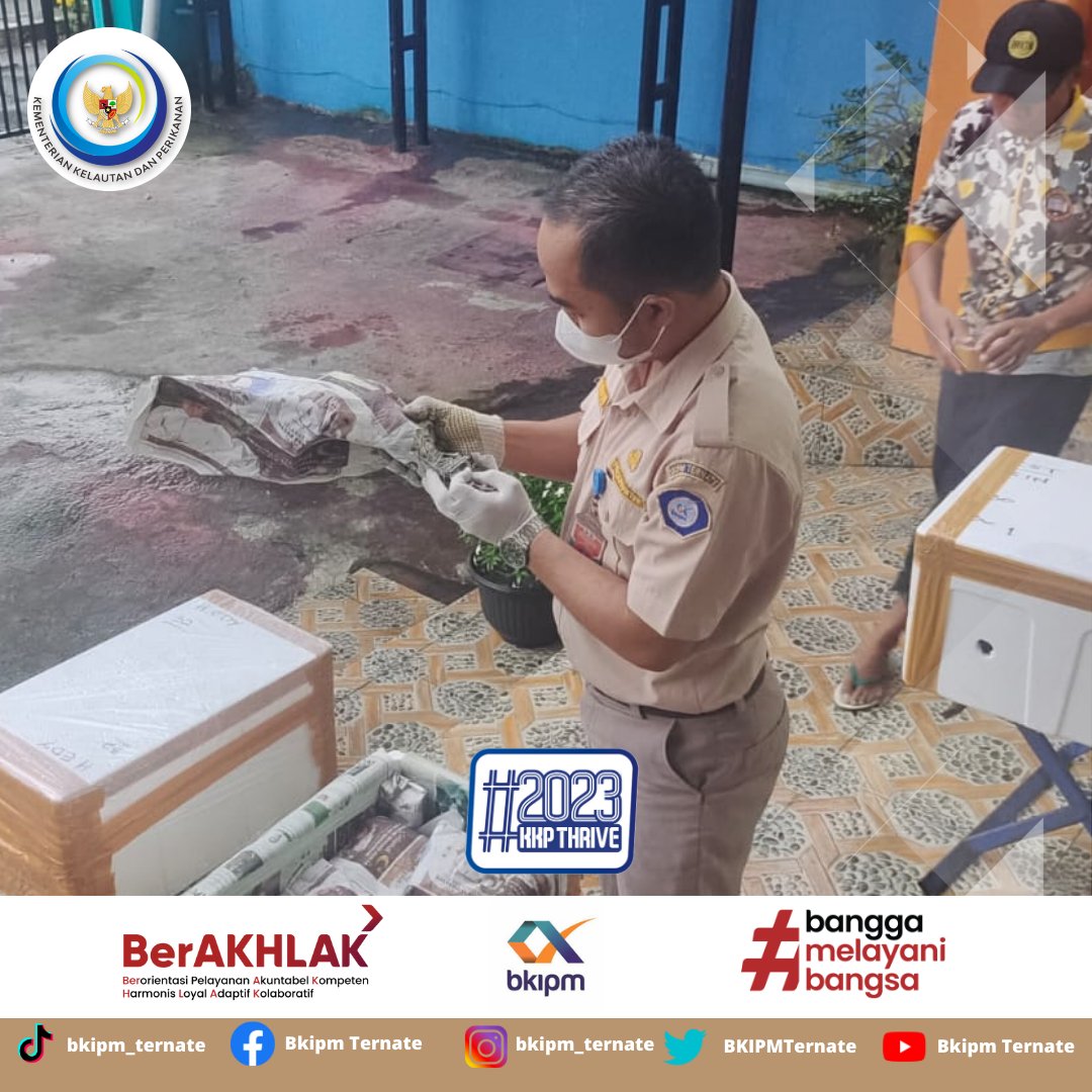 bppmhkpternate's tweet photo. #sahabatBahari, Petugas BKIPM Ternate Melaksanakan Giat Pemeriksaan Kesesuaian Jenis, Jumlah, dan Ukuran dengan melakukan pemeriksaan fisik komoditi lobster tujuan jakarta. 
#KKPThrive
#EkonomiBiru
#saktiwahyutrenggono
#menterikkp https://t.co/fKYYE0YGR4