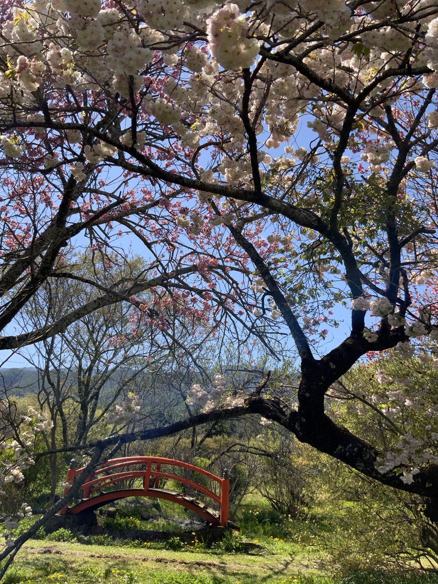 inabaien's tweet photo. こんにちは♪
信州伊那梅苑です＾＾

伊那梅苑では、気持ちいいそよ風が吹いてますよ♪

#伊那 #信州伊那梅苑 #開花情報 #観光 #梅  #花  #花桃 #開苑 https://t.co/tlw1Omiunl