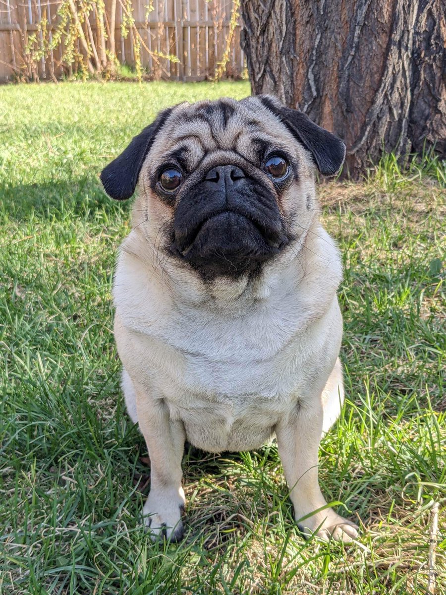 misspeggypuggy's tweet photo. I hope all of my friends had a lovely day! Mine was full of warm sunshine! βοΈGood night my friends π©·π΄π€
#misspeggypuggy #pug #sunpug https://t.co/xYi16zHOur