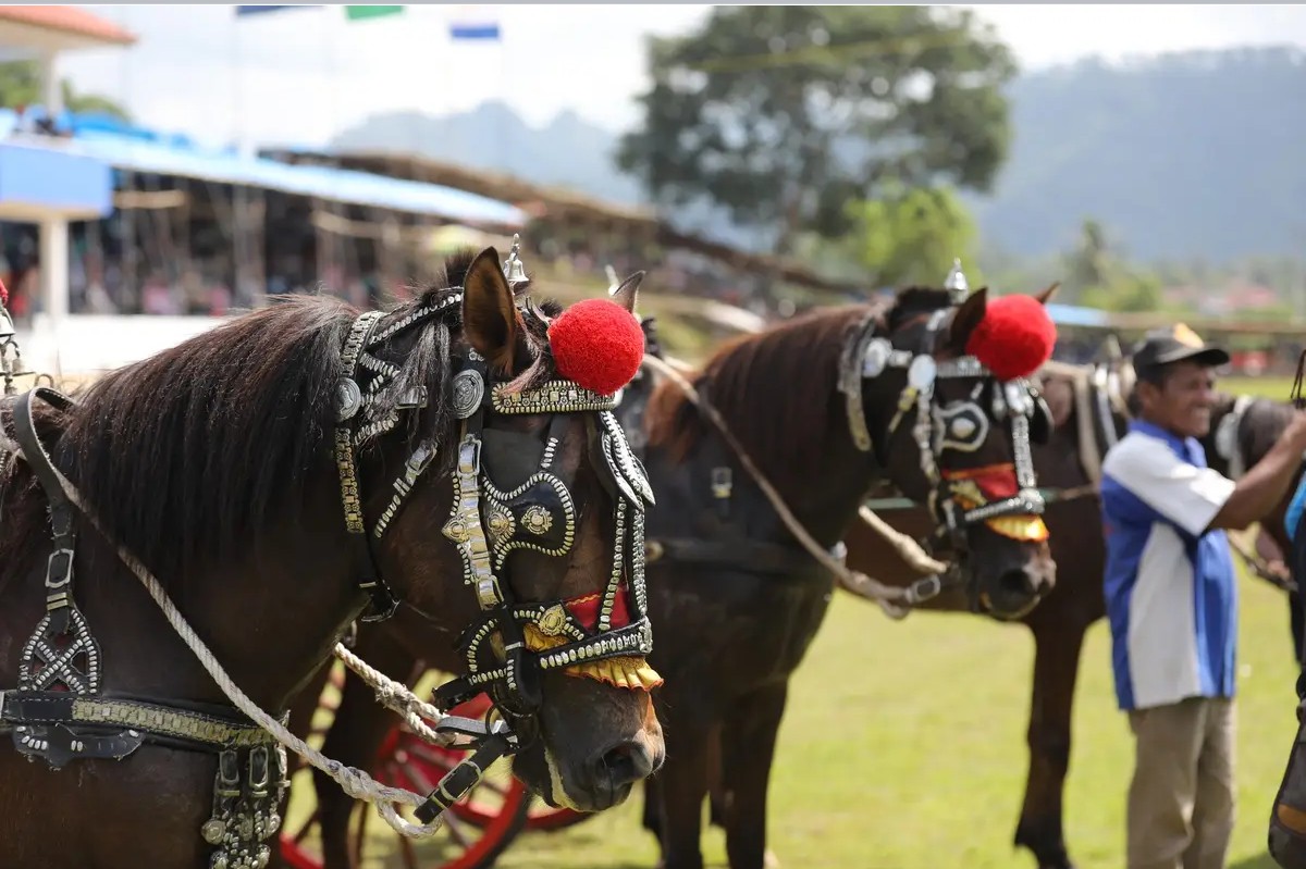 Alie_Fahnoor's tweet photo. Tanah Datar - Menteri Pertahanan (Menhan) RI, Prabowo Subianto memuji gelaran Pacu Kuda Wirabraja Tanah Datar Open Race dan Tradisional, hari ini. 

Sebagai orang yang gemar berkuda, Prabowo memang kerap diundang dalam helatan pacuan kuda seperti yang digelar di Tanah Datar. Prabowo mengatakan, acara pacu kuda yang digelar di Tanah Datar menjadi hiburan bagi masyarakat. Apalagi, acara ini katanya kerap dilakukan setiap tahun dan kali ini gratis.

Dia berharap, Pemda Tanah Datar dan stakeholder di Sumbar bisa terus melestarikan acara yang katanya dinanti-nanti masyarakat ini.

"Saya sering berada di lapangan ini saat kecil dulu. Masih umur lima tahun. Sama dengan pulang kampung rasanya ke sini. Sumbar sudah seperti kampung halaman kedua bagi saya. Terima kasih saya diterima di sini," kata Prabowo jelang membuka acara yang dihadiri Yusril Ihza Mahendra, Anggota DPR RI Andre Rosiade, Bupati Tanah Datar Eka Putra dan lainnya.

Prabowo mengatakan, pacuan kuda adalah olahraga yang membutuhkan keberanian. Hanya orang yang berani yang bisa naik kuda dengan baik dan cekatan.

Prabowo juga mengatakan, berkuda adalah olahraga kesatria. Dia pun berencana akan mengirim kuda ke Sumbar.

"Saya sangat bangga dengan Bupati dan Pemda dan saya merasa selalu ingin kembali ke sini. Saya dengar rakyat Sumbar sangat berharap ada bantuan kuda-kuda pejantan. In syaa الله kalau ada umpannya dari ninik mamak atau pemda menyiapkan lahan, saya akan kirim kuda ke Sumbar," katanya.

Syaratnya, kata Prabowo, karena dia pencinta binatang, jadi harus yakin kuda-kuda itu dirawat dengan baik.

"Semoga kita melihat olahraga berkuda berkembang pesat tidak hanya di Sumbar tapi nasional. Karena akan memberikan semangat bagi pemuda. Kalau ada anak-anak muda atau joki berbakat, kirim ke Jakarta. Kita akan latih semua bidang berkuda. Semoga bisa mewakili kita di panggung nasional dan internasional. Dengan mengucap Bismillah Pacu Kuda Wirabraja Tanah Datar Open Race dan Tradisional ini saya buka," katanya.

Ketua Pordasi Sumbar Deri Asta menyampaikan apresiasi dan rasa bangga dari selusuh warga dan insan perkudaan Sumbar dengan kedatangan Prabowo Subianto.

"Dihadiri oleh pak Menhan Prabowo dan Pak Yusril membuat acara ini istimewa. Menunjukkan bukti perhatian terhadap olahraga berkuda. Pak Menhan orang yang hobi berkuda. Akan menambahkan semangat kita dalam olahraga berkuda. Semoga ada yang bisa dibantu dan dikerjasamakan," katanya.

Pacu kuda kali ini digelar 30 April sampai 1 Mei 2023 di Gelanggang Pacu Kuda Dang Tuanku Bukit Gombak, Tanah Datar. Bupati Tanah Datar Eka Putra bersama Dandim 0307 Tanah Datar Letkol CZI Sutrisno, Asisten Ekobang Abdul Hakim menjadi sentra dalam kegiatan ini.