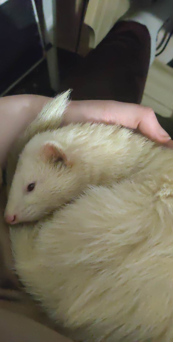 Caelryn's tweet photo. @EverythingOOC His name is fen he is a terror noodle https://t.co/MWALLy1a4u