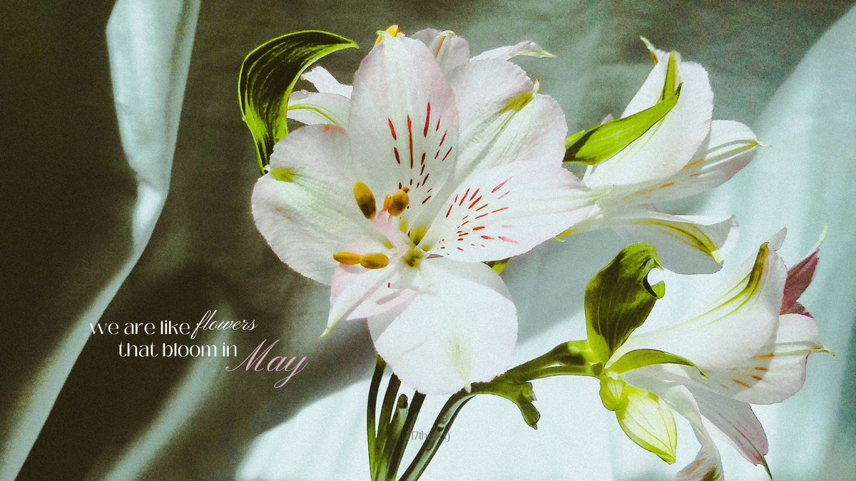 717theory's tweet photo. (💐) we are like flowers that bloom in May. https://t.co/0mbTwoi13q