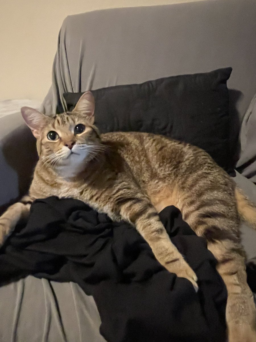 square_its's tweet image. idk how this app works. but here's my cat