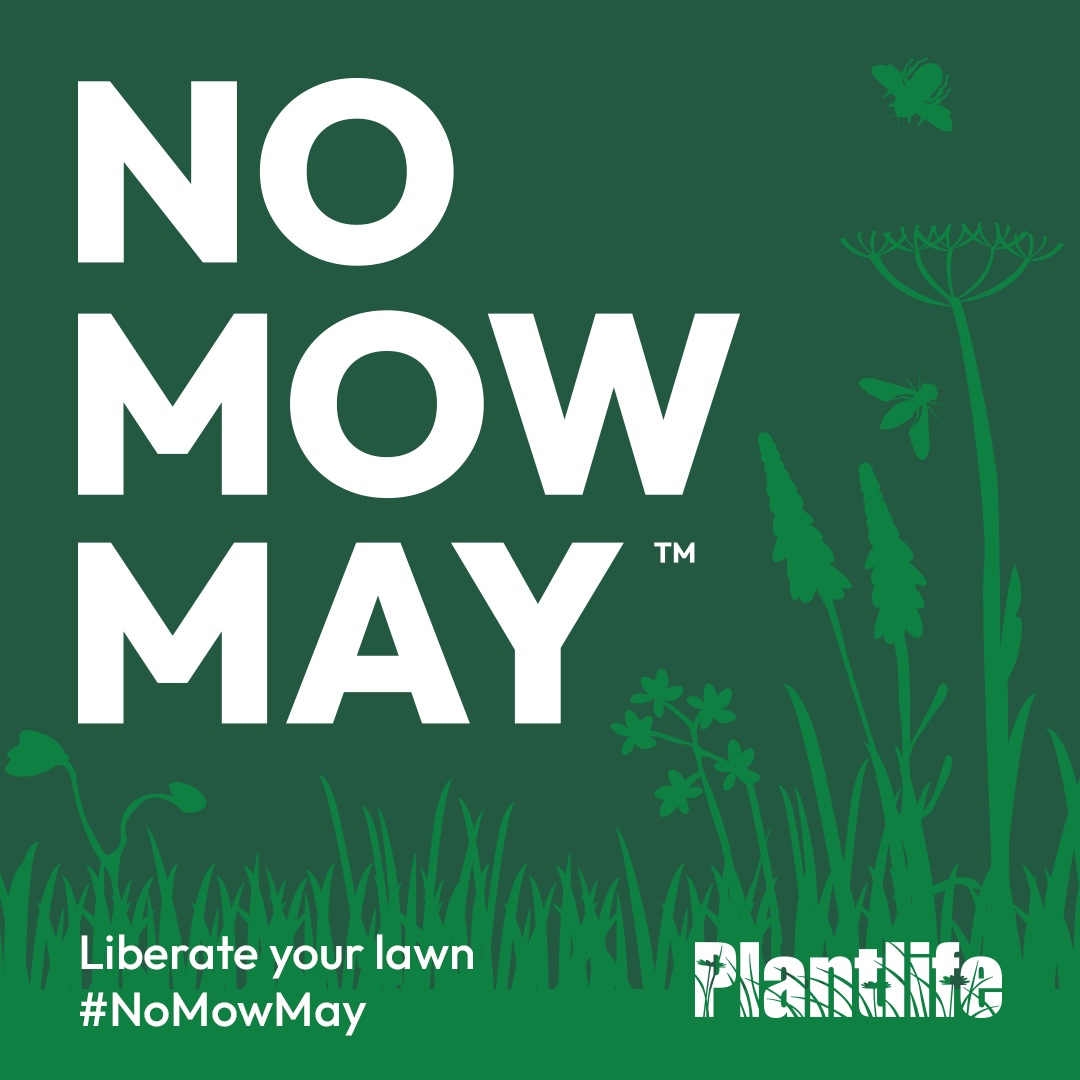 wildcardrewild's tweet photo. Liberate your lawn!
Wild Card support #NoMowMay 🌱🦋

With over 23 million gardens in the UK, even the smallest wild, grassy patches count in a #NatureCrisis 🦗

If we 'let go, it will regrow' &amp; deliver enormous gains for nature, communities &amp; climate 🌿🐞🧑‍🤝‍🧑

@Love_plants https://t.co/I5gKjDs6ov