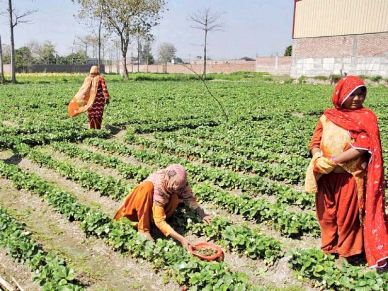 SoomroHaleema's tweet photo. Unrecognized and unpaid women labor in rural areas. Trubute to rural women On labor day https://t.co/fRkOJY9FE8