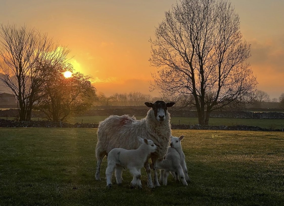 FarmersGuardian's tweet photo. A lovely family and a lovely sunset!

📷 dalefarmphotos - Instagram https://t.co/bemPu3aYop