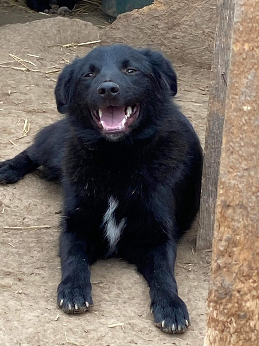 What a gorgeous boy he is! 🐾 
The volunteers loved meeting him and his pals last week at The Village House shelter #shelterdogs #AdoptDontShop #rescueismyfavouritebreed