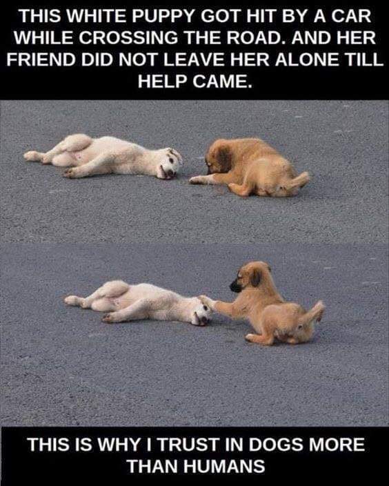 Happy Dog On Twitter This Is Why I Trust In Dogs More Than Humans happy-dog-on-twitter-this-is-why-i-trust-in-dogs-more-than-humans