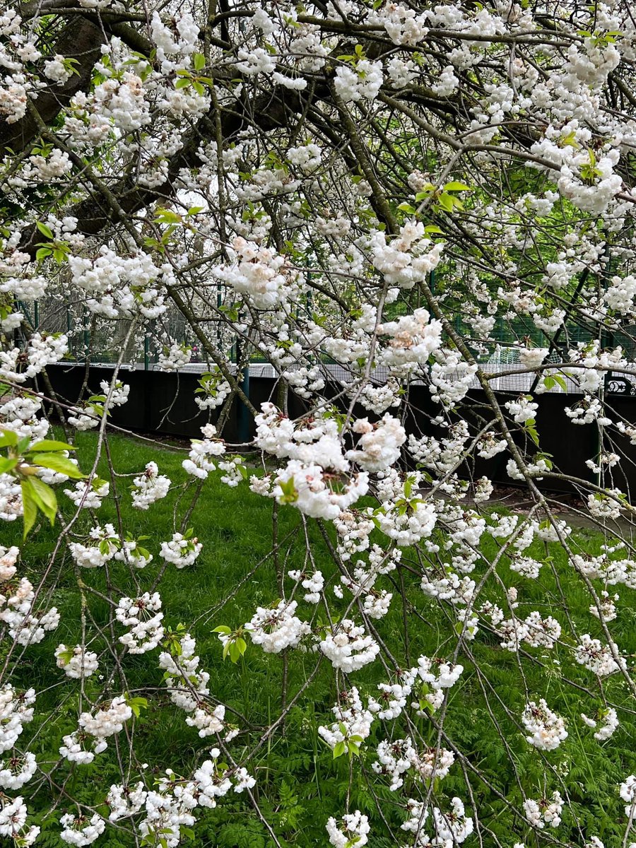 NoLongerMrsP's tweet photo. Happy MayDay! 

And yes it’s Park of the Month day as well. To find out more about our featured park check out 
https://t.co/a0xvTC60KW 

And watch : https://t.co/tDAOuNwiDA https://t.co/b4x3gRxWtN