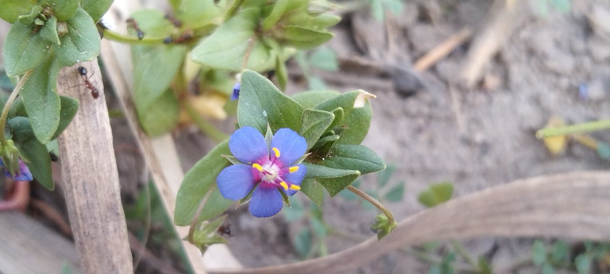 Anagalis arvensis
#primulacaeae #medicinalplant #ethnopharmacology #ethnobotany #nature #phenology #herb #desert #botany