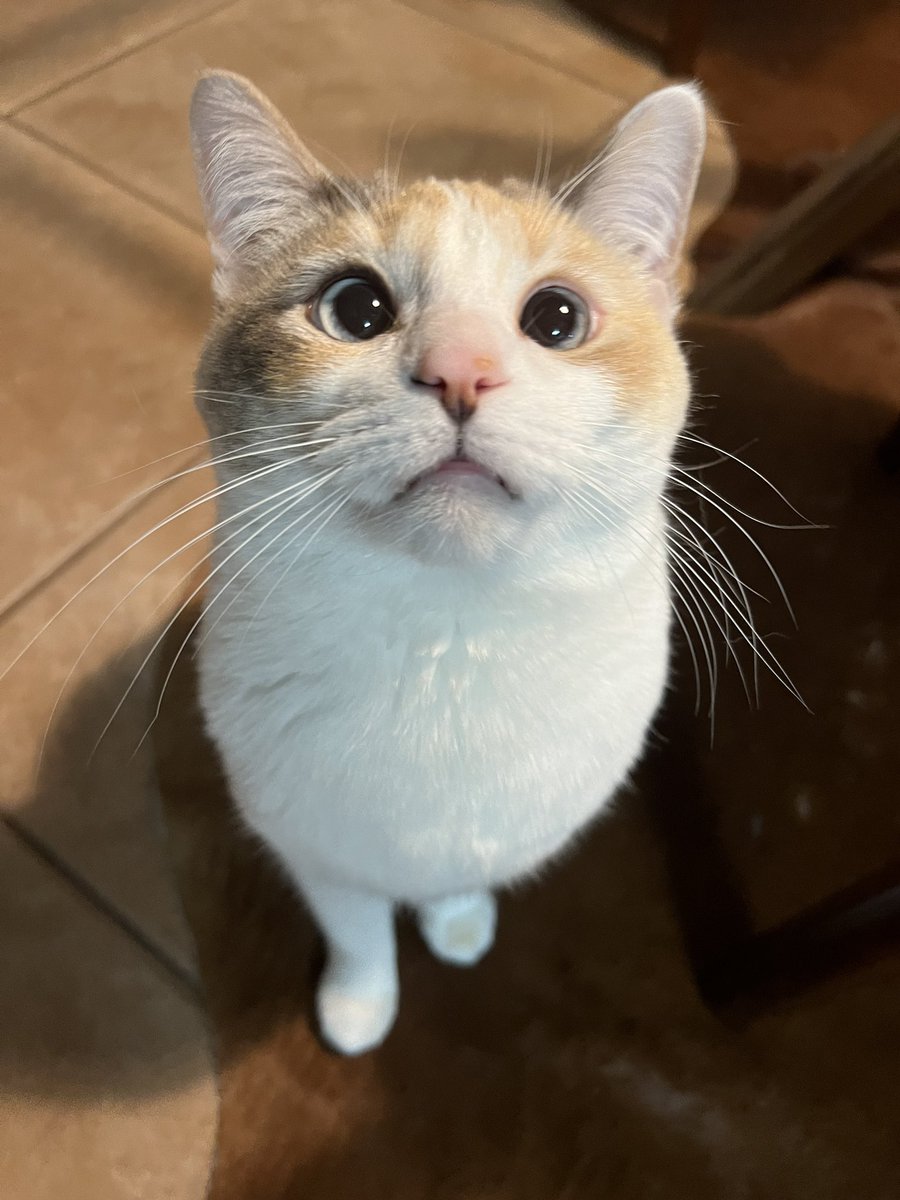 Panko A. Cat’s Mom tweet media