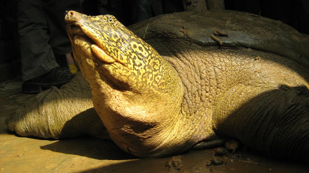 La última hembra de tortuga de caparazón blando del Yangtzé ha muerto. Solo quedaban tres ejemplares en el planeta, dos machos y una hembra. La especie ya está funcionalmente (y prácticamente) extinta.
time.com/6275373/giant-…