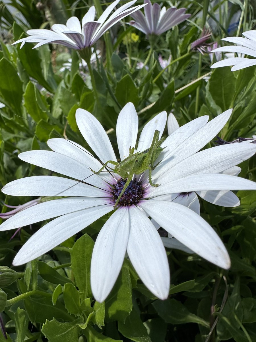 HotelSofia's tweet photo. Have a great month everyone 😊 first of May flowers days 😊 καλό μήνα 😊 https://t.co/W4r8Ps8Xcn