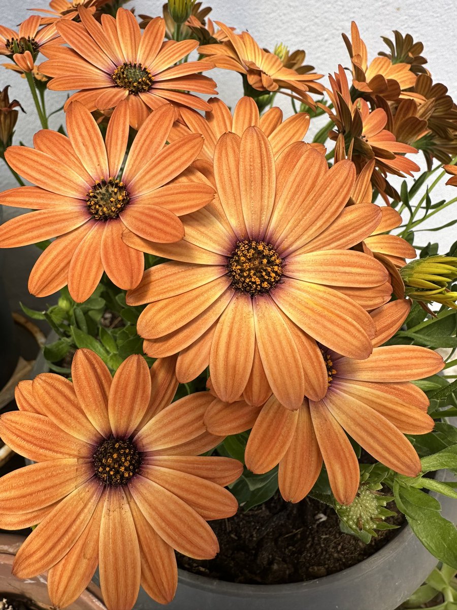 HotelSofia's tweet photo. Have a great month everyone 😊 first of May flowers days 😊 καλό μήνα 😊 https://t.co/W4r8Ps8Xcn