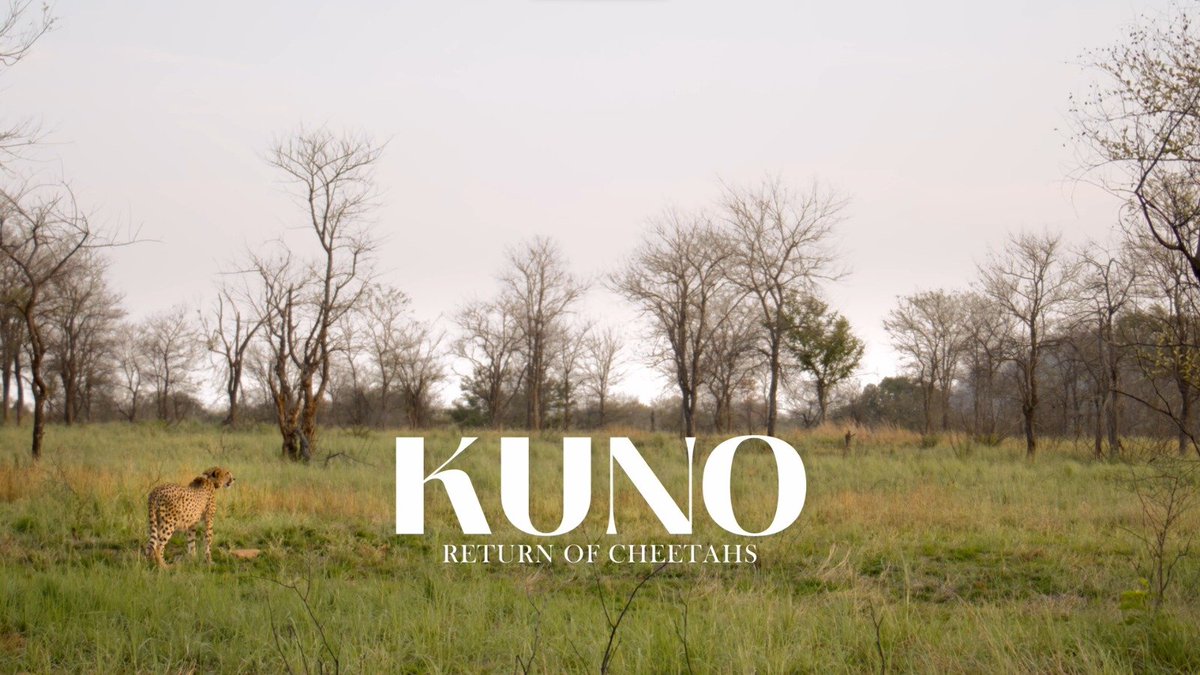 minforestmp's tweet image. Kuno : Return of Cheetahs🐆 

Watch 👉youtu.be/AXJxuyde5mY 

#CheetahStateMP 
#KunoNationalPark 
#JansamparkMP
