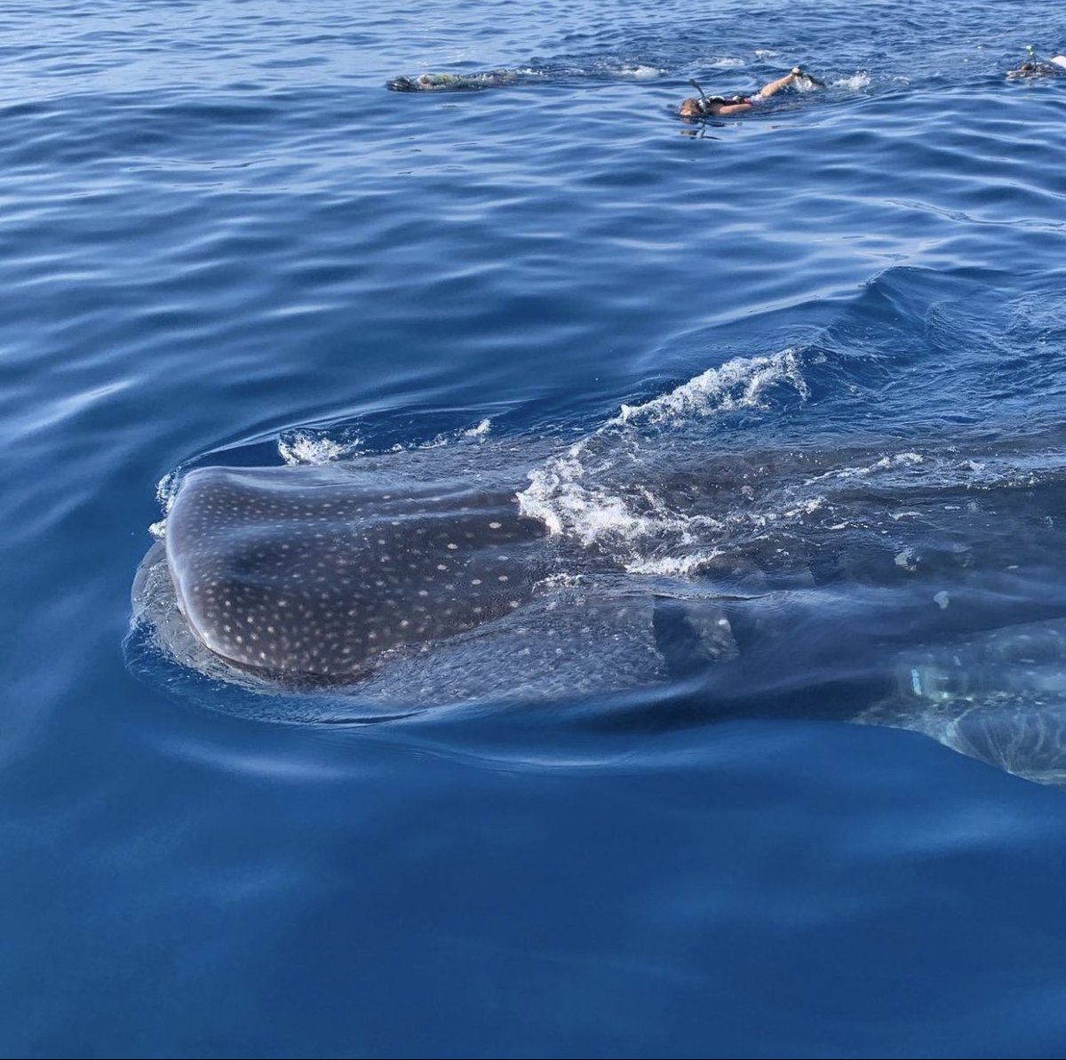 N0TYOURTOY's tweet photo. baby saw whale sharks today, felt like an animal crossing character today. #toyfleets #thrivegallery https://t.co/IK9lZYqICP