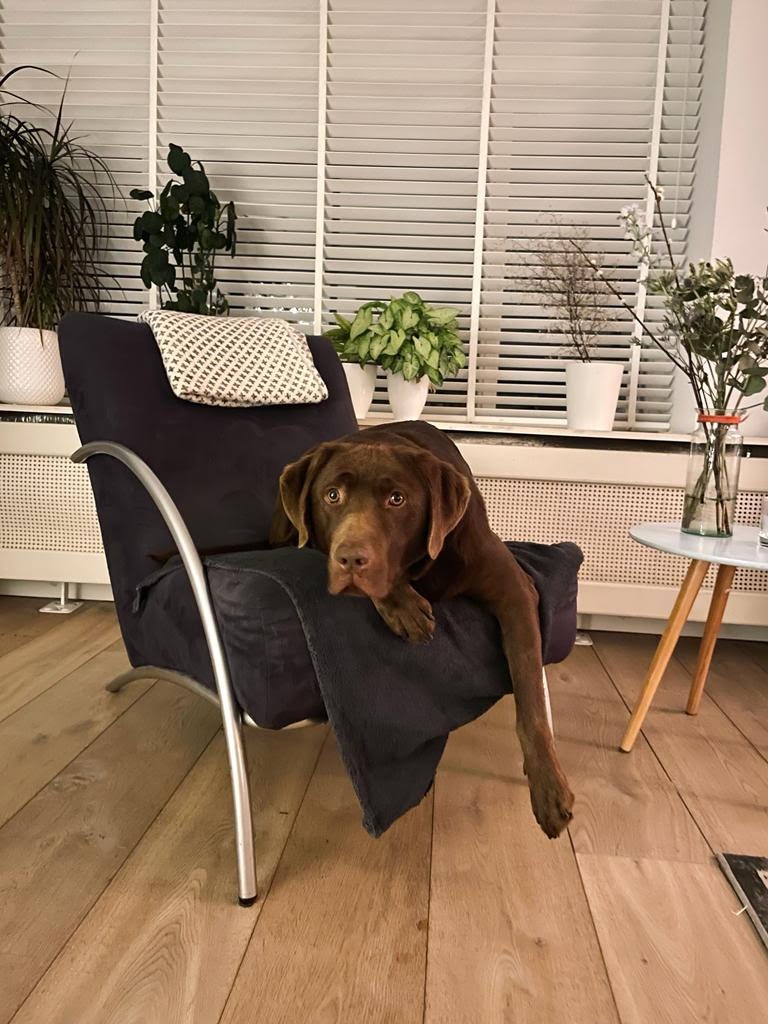Nieuwe aanmelding: Bruno
Geslacht: Reu
Leeftijd: 4 jaar
Locatie: sevenum, Limburg (NL)

Link: herplaatsing-huisdieren.nl/huisdier_bekij…