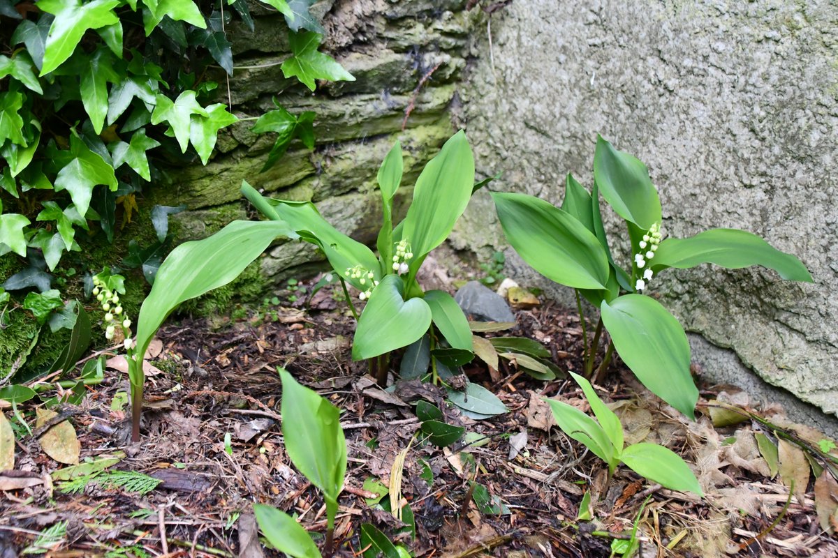 Dans un petit recoin secret de la caserne de Saint-Lô, quelques brins de muguet nous offrent leurs clochettes. La photographie est comme les fleurs, empreinte de fraîcheur. La <a href="/Gendarmerie_050/">Gendarmerie de la Manche</a> vous souhaite un excellent premier mai. Prenez soin de vous et soyez prudents !