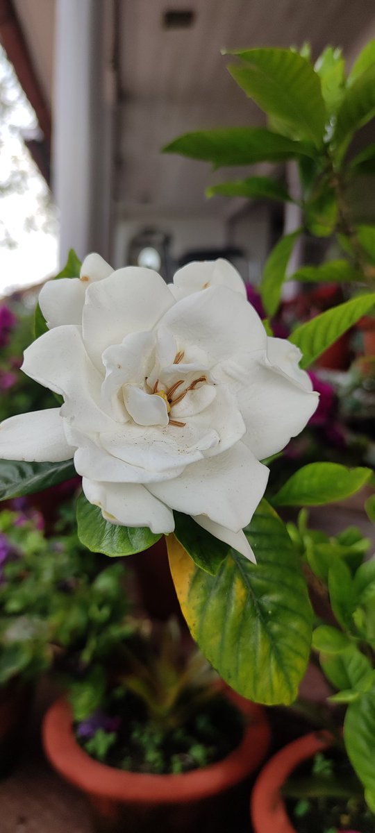 nandita_sen's tweet image. Gardenia or cape Jasmine from #mygarden ...has a strong fragrance... Have a happy month of May ...

#HappyMayDay #happymay #FLOWER
#flowerphotography 
#GardenersWorld 
#gardenshour #nature
#TwitterNatureCommunity 
#NaturePhotography 
#ThePhotoHour
