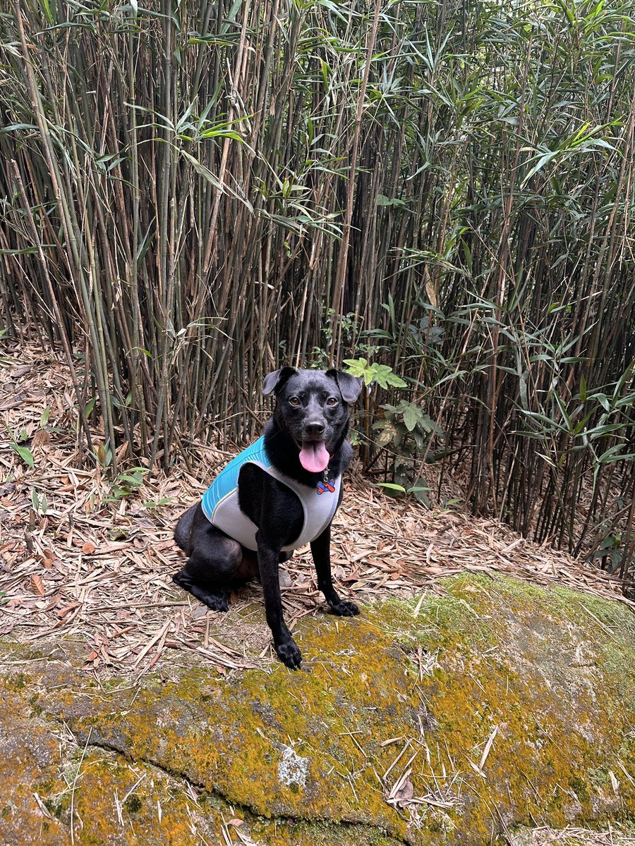 In to the final stretch of training for our <a href="/FlyingAngelNews/">The Mission to Seafarers</a> #Japanchallenge hiking training. Still time to donate as we are pushing to raise USD85,000 !  

Sadly Walter Mitty will not be joining us in Japan. 

justgiving.com/fundraising/mt…