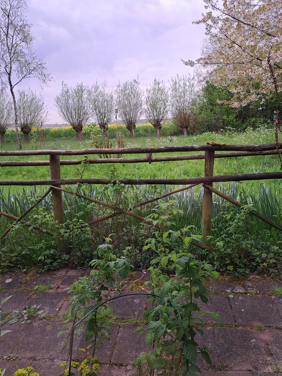 Leuke waarneming vanmorgen vanuit het keukenraam. Herkent u de vogelsoort??