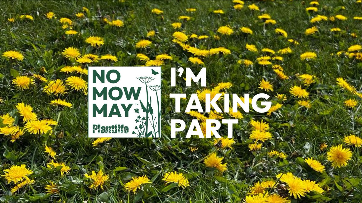 A healthy lawn with some long grass and wildflowers benefits wildlife, tackles pollution and can even lock away carbon below ground – and best of all, to reap these benefits all you have to do is not mow your lawn in May! #nomowmay