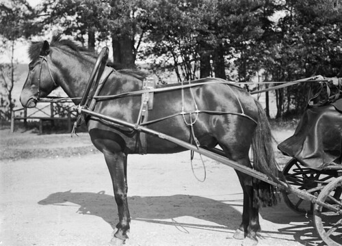 Hevonen ajurin rattaiden edessä. 1911, Kuopio, Väinölänniemi. (Kuopion kulttuurihistoriallinen museo)