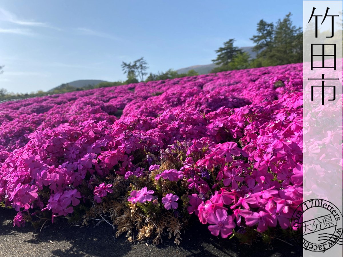 chk_170letters's tweet photo. 大分県竹田市(たけたし)「くじゅう花公園」 

とても濃いピンク色のシバザクラが 
辺り一面に咲いていました🌸
青空との対比でより一層輝いて見えます

いろんなお花がこれから
続々と見ごろを迎えていきます✨
いつ行っても楽しめるくじゅう花公園です😊

#地域科学研究所 #竹田市 #大分観光 #170便 https://t.co/Ee9phu4U0K