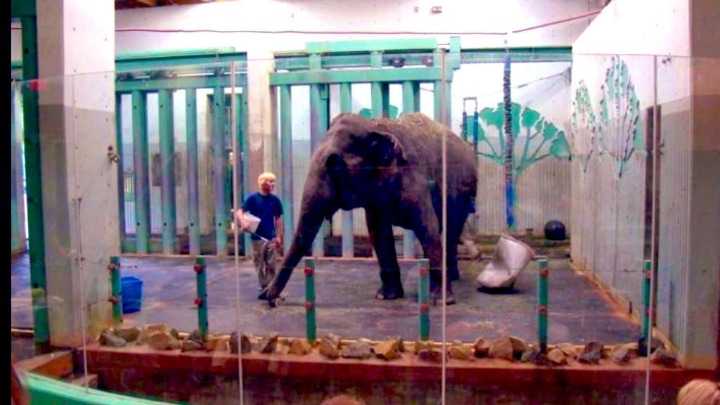 Cosmicbrigade's tweet image. How about kicking off a campaign to get 🐘 Lucy out of HELLS zoo Edmonton Valley zoo and into sanctuary as she’s 2 #Sanctuaries waiting to receive her and free relocation on offer.
It’s a win win for 🇨🇦 so are you going to be kind or let her 💀 in the worst zoo in North America ?