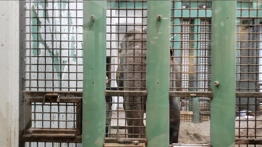 Cosmicbrigade's tweet image. How about kicking off a campaign to get 🐘 Lucy out of HELLS zoo Edmonton Valley zoo and into sanctuary as she’s 2 #Sanctuaries waiting to receive her and free relocation on offer.
It’s a win win for 🇨🇦 so are you going to be kind or let her 💀 in the worst zoo in North America ?