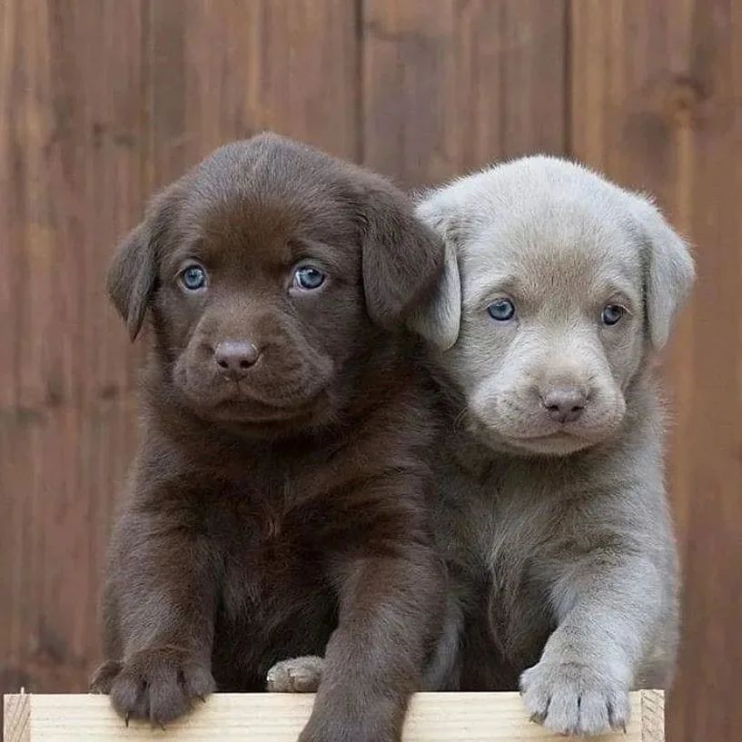 I'm in love with those faces ❤🐶