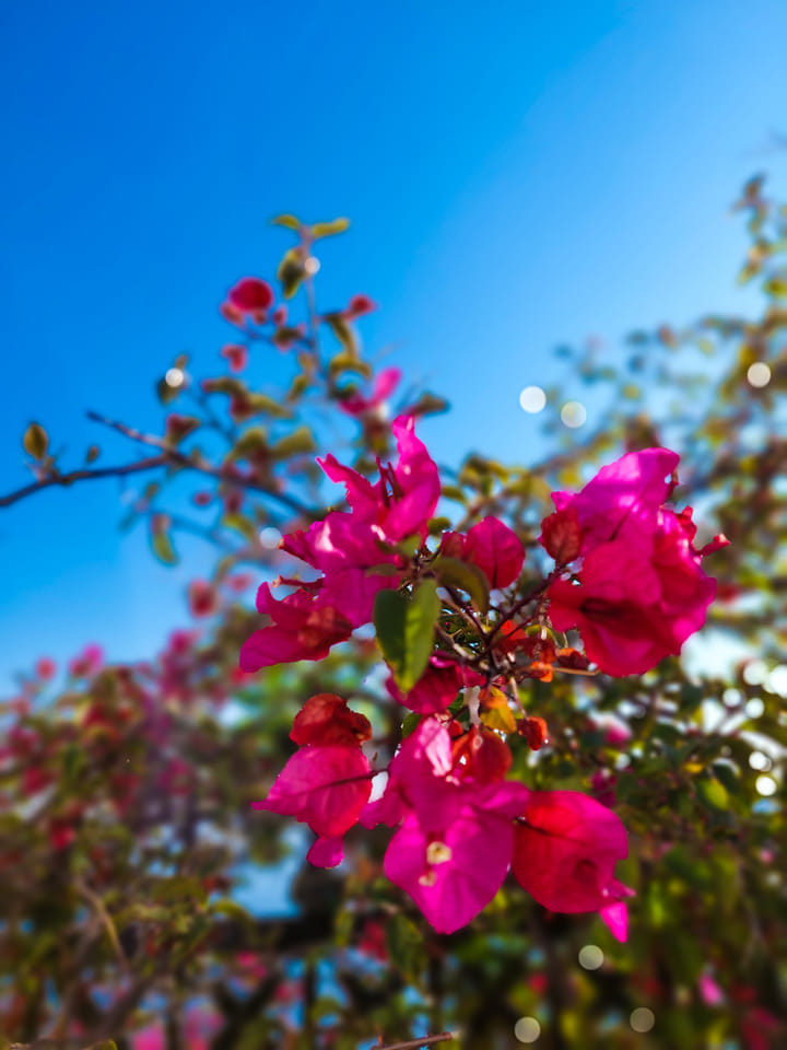 VA_Skiathos's tweet photo. Magenta on massive Aegean blue. That's May #skiathos https://t.co/cj4qWf1knq